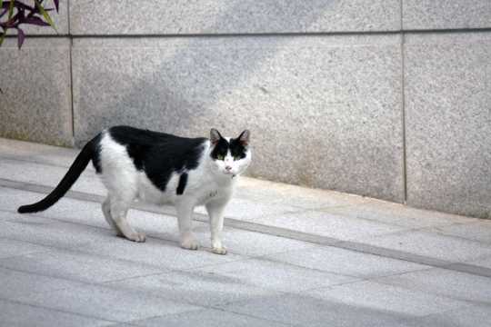 黑白毛色猫咪图片
