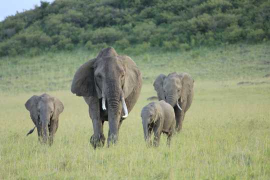 原野上的非洲象