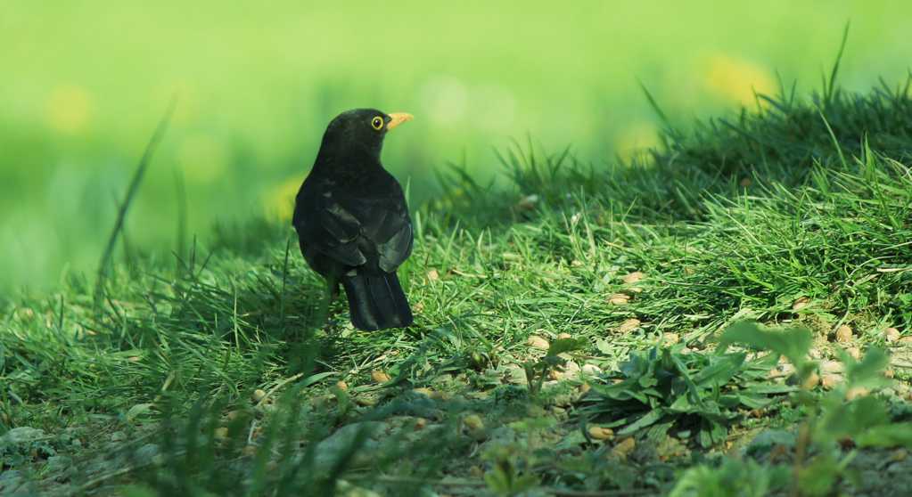绿草原里的黑鸟图片