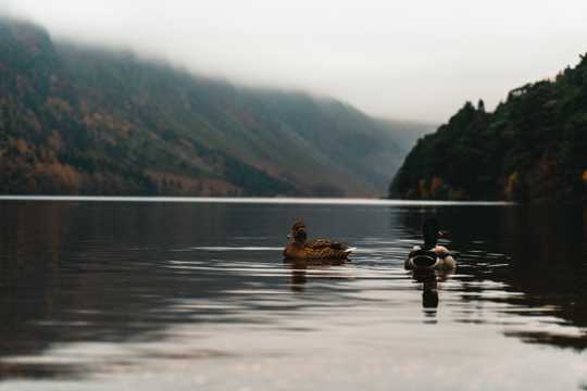 湖面上的两只鸭子