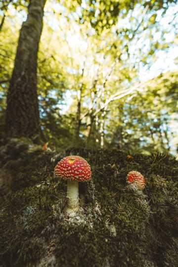 野生红色斑点蘑菇