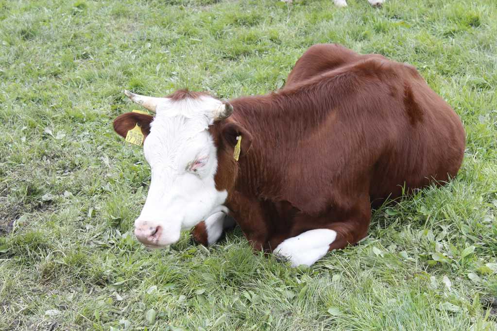 趴在草地上的奶牛