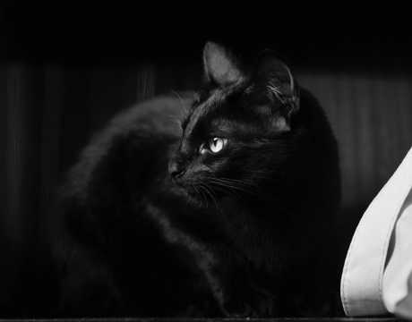 一只乖巧黑猫
