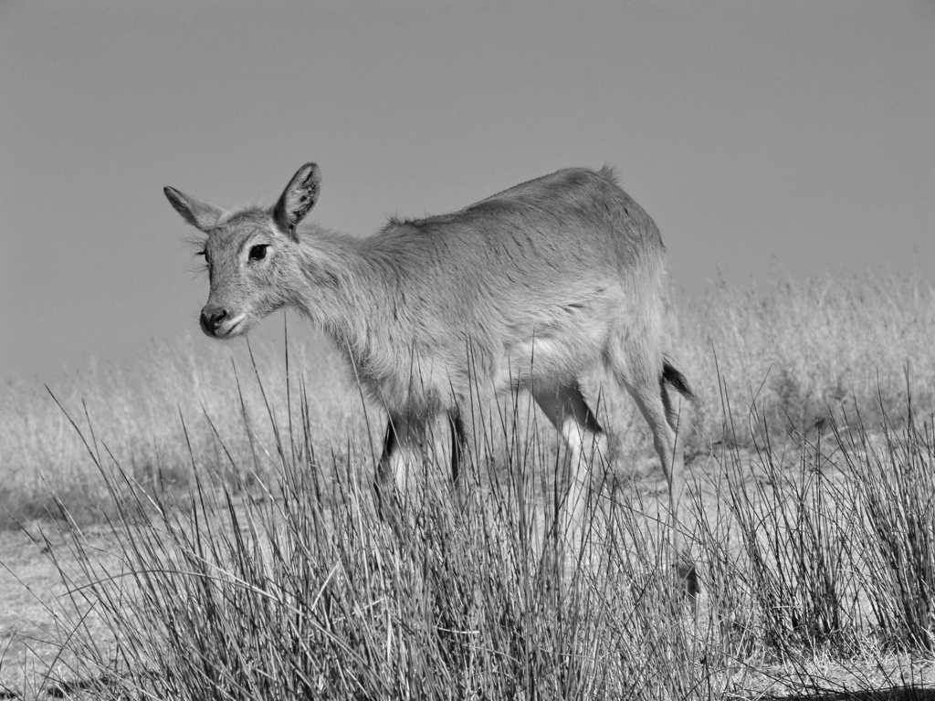 沼泽羚羊黑白图片