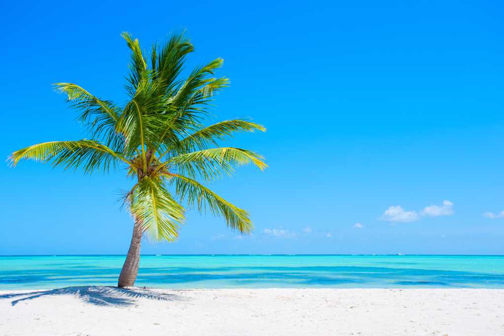 海岛椰树自然景致图片