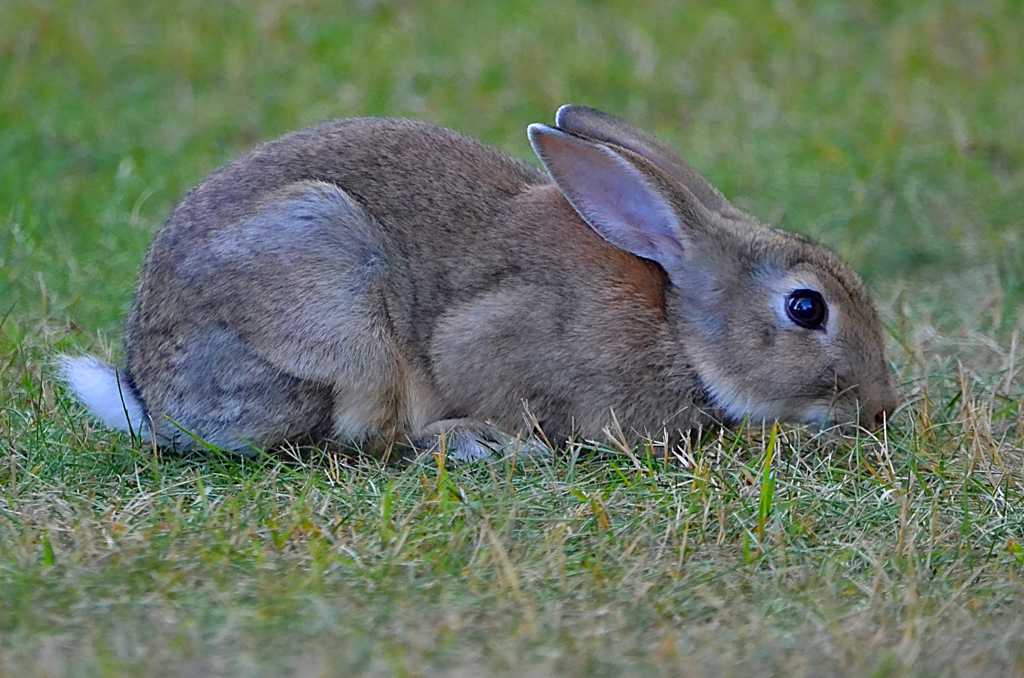 一只野兔子图片