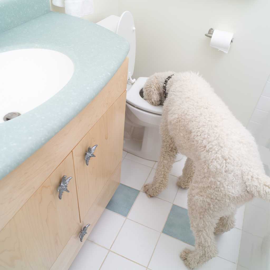 白色狗狗喝水图片