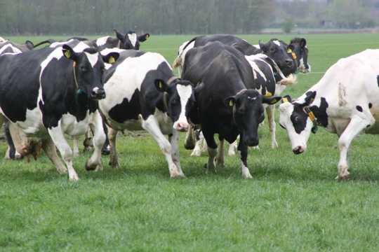 草地上的中国荷斯坦奶牛