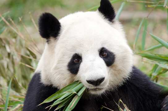 乖巧的大熊猫图片