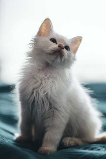 白色长毛猫咪图片
