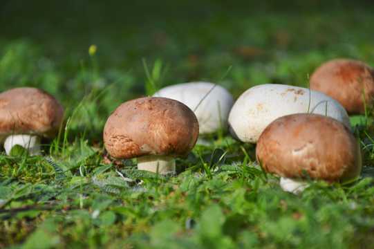 丛林大地蘑菇图片