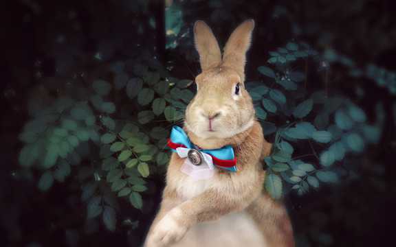 一只雷克斯兔图片