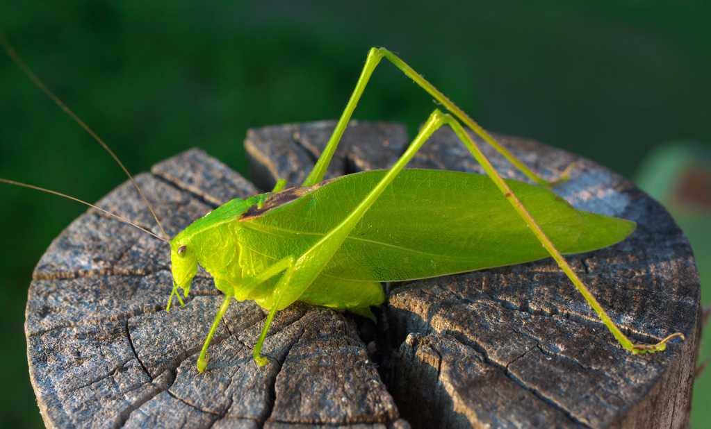 绿色蝗虫蚂蚱图片