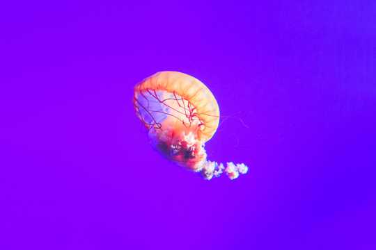 大海里的彩色水母