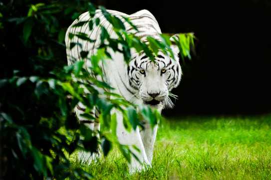 丛林里的白老虎
