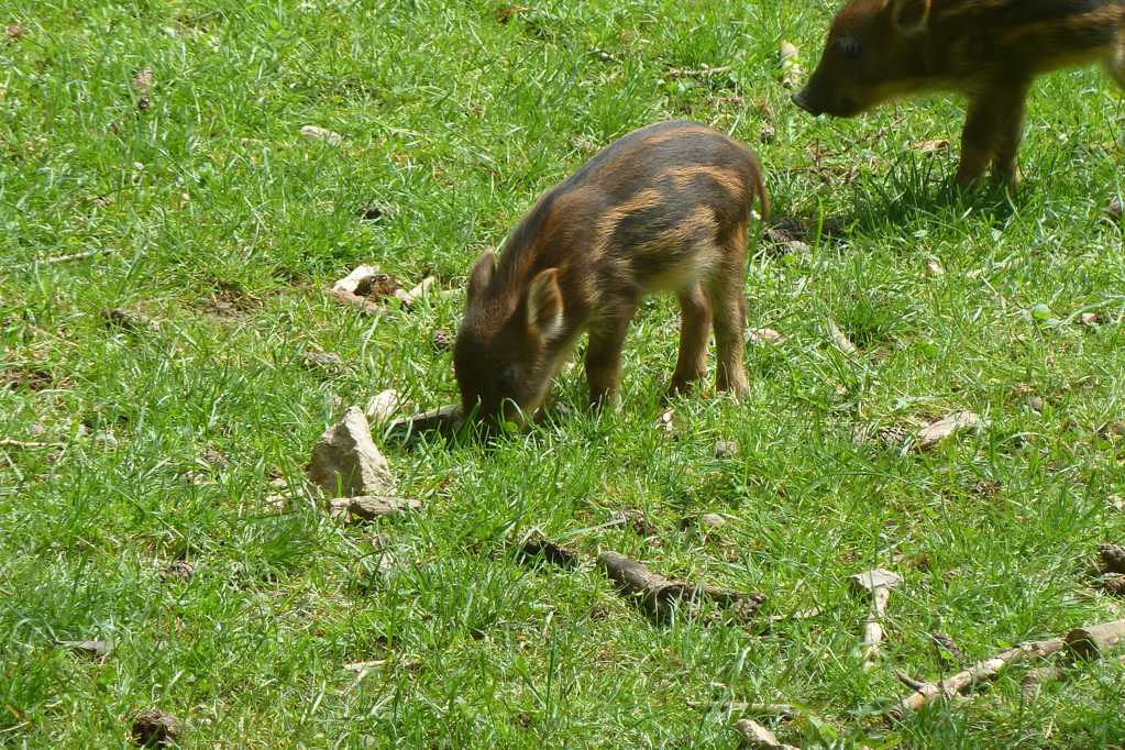 草地上的特种野猪
