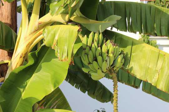 树上的香蕉
