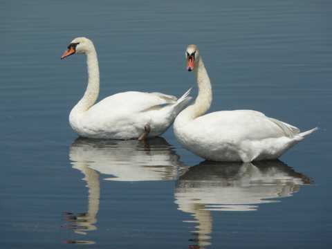 维克多湖两只白鹅图片