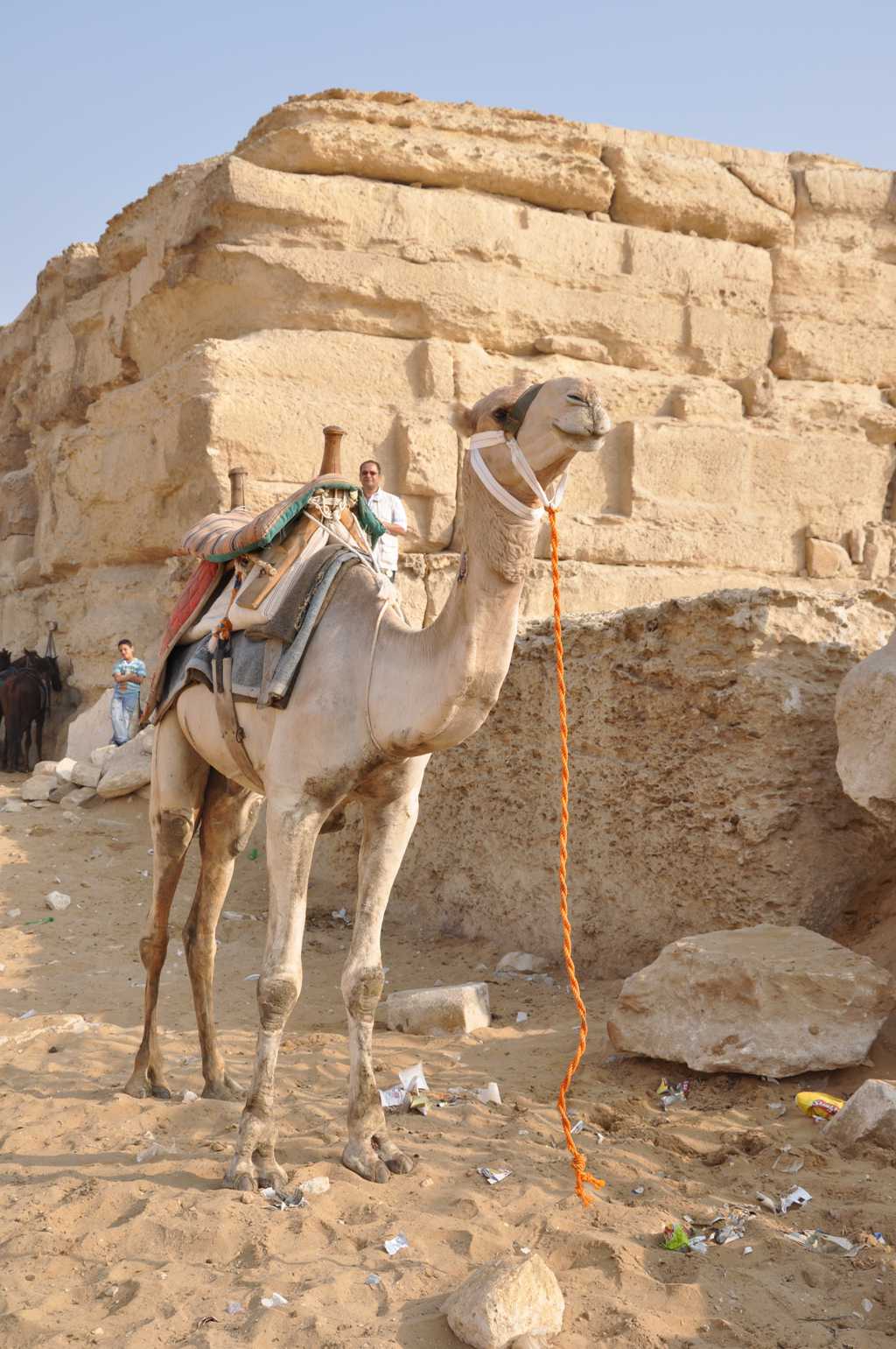 新疆的骆驼