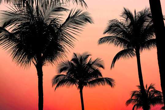 夕照斜阳棕榈树图片