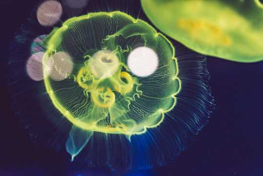 美丽水母海蜇欣赏图片