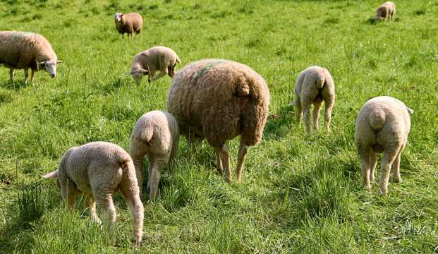 农场里的羊群图片