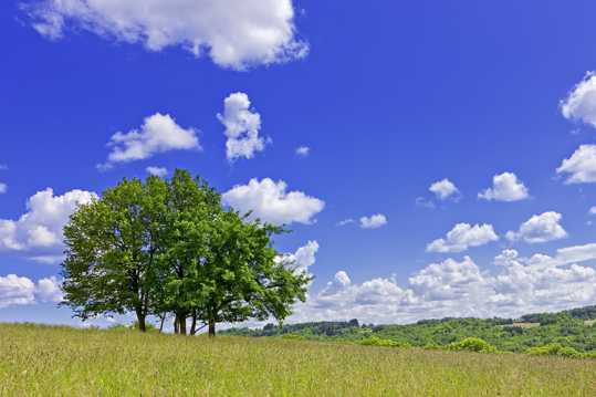 蓝天云层树木图片