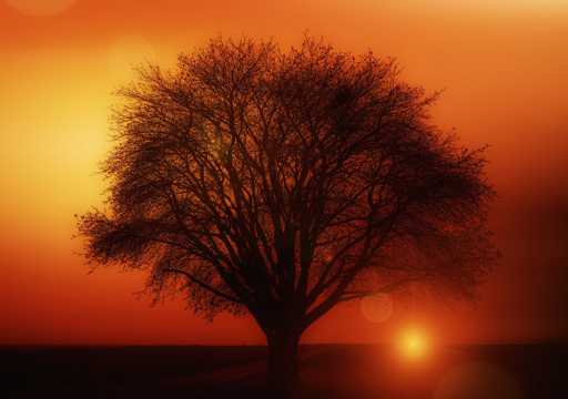 日落下的树木