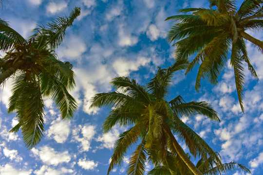 天空下棕榈树光景图片