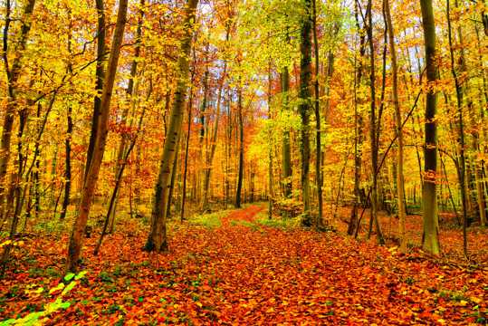 秋季黄森林自然风光图片