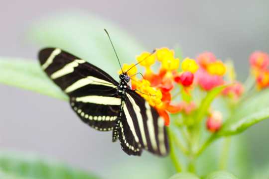 花上的斑马蝴蝶