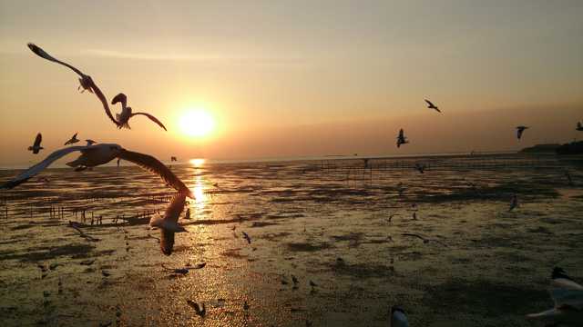 残阳水面海鸥翱翔图片