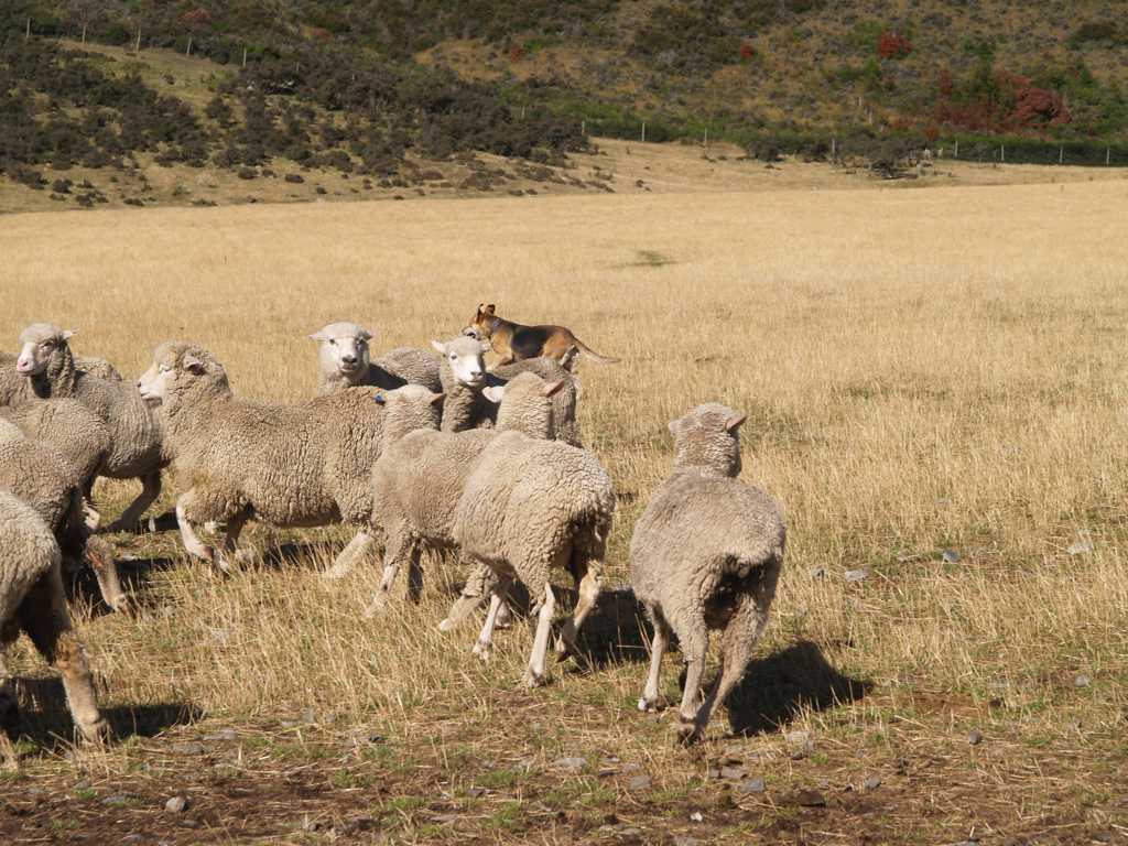 牧区可人的绵羊图片