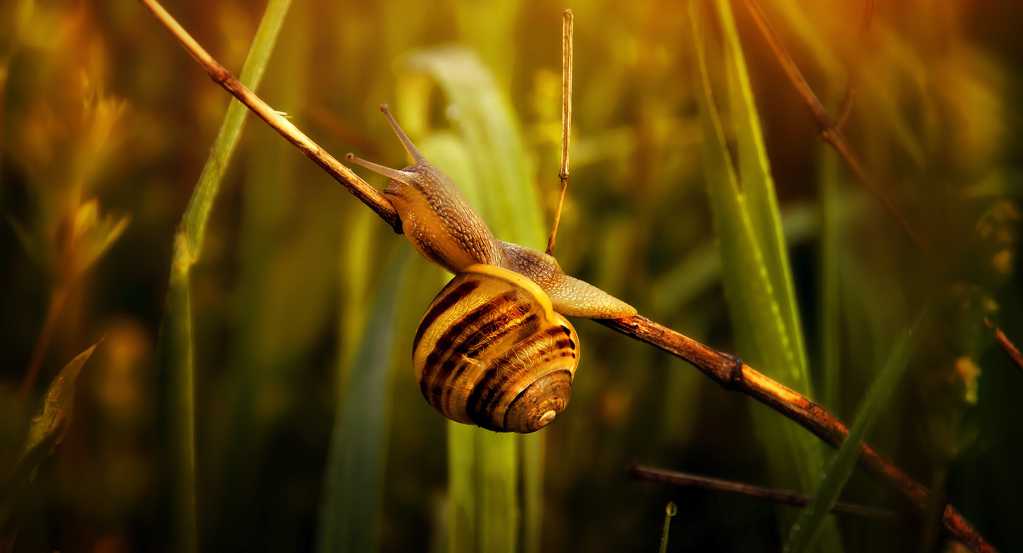 爬行的法国蜗牛
