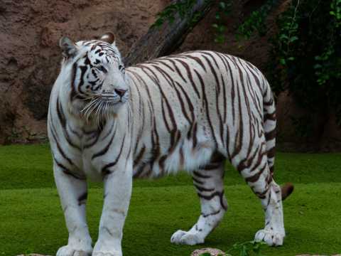 野生动物孟加拉虎图片