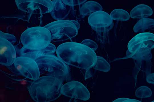 深海中的水母