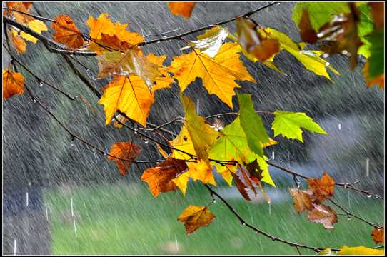秋季的雨图片大全
