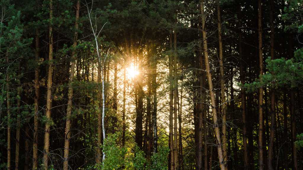 森林艳阳照耀图片