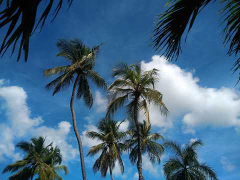蓝天下椰子树图片