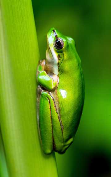 绿色树蛙栖身图片