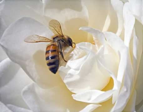 玫瑰花上的蜜蜂图片