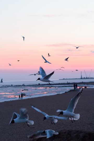 海滩上海鸥翱翔图片