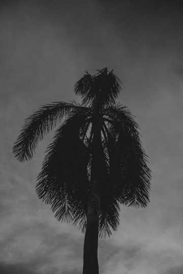 椰子树近景图片