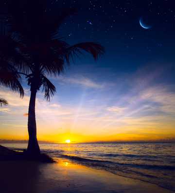 沙滩椰树光景图片