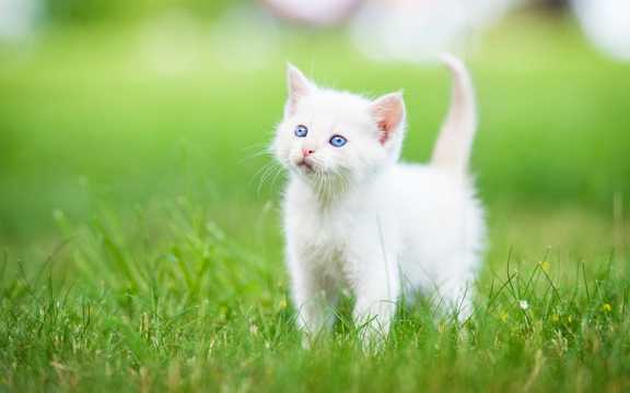 草地上的蓝眼白猫