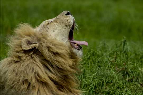 南非原野上的狮子图片
