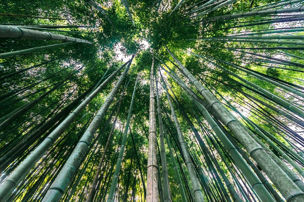 唯美的竹子林景观