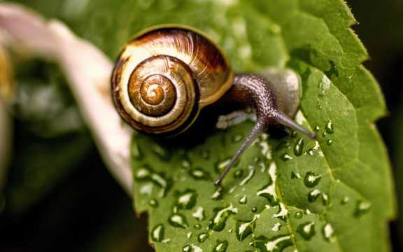 绿叶上的法国蜗牛