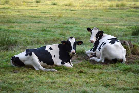 草地上的黑白乳牛