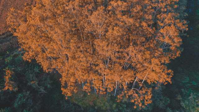 航拍秋季的丛林图片